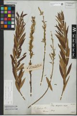 Foto von Salix triandra L. x Salix viminalis L.